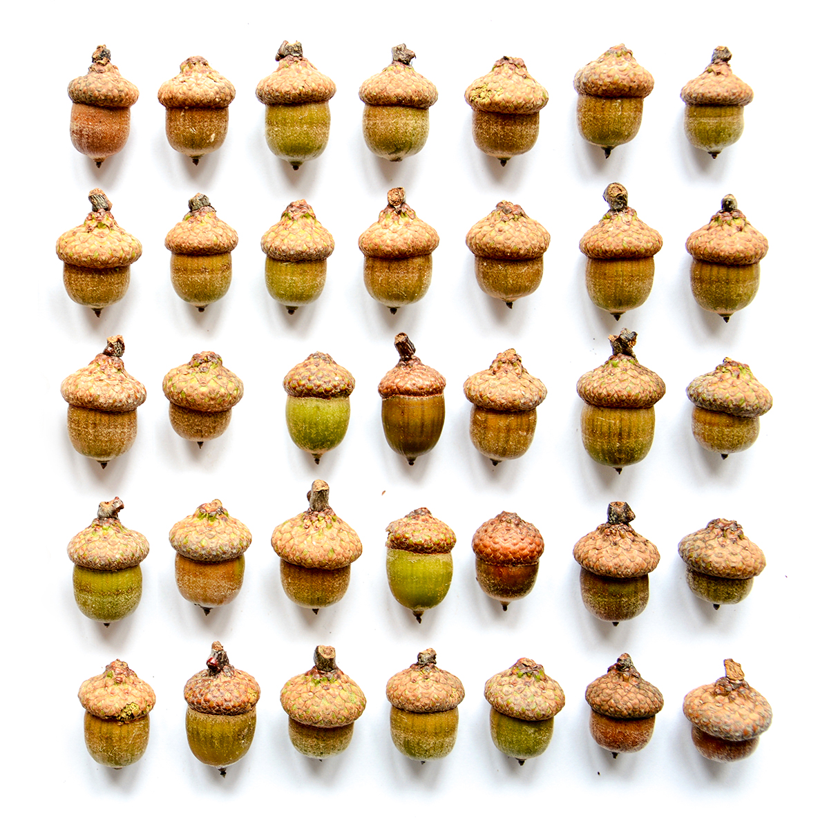 photo of 5 rows of acorns lined up on a white background