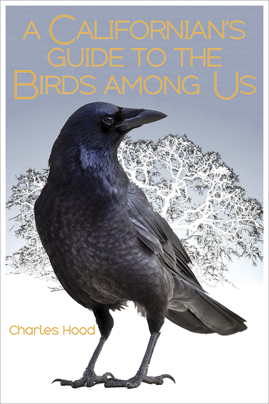 A Californian’s Guide to the Birds among Us