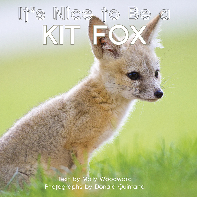 It’s Nice to Be a Kit Fox