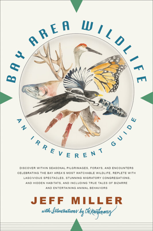 Bay Area Wildlife: An Irreverent Guide